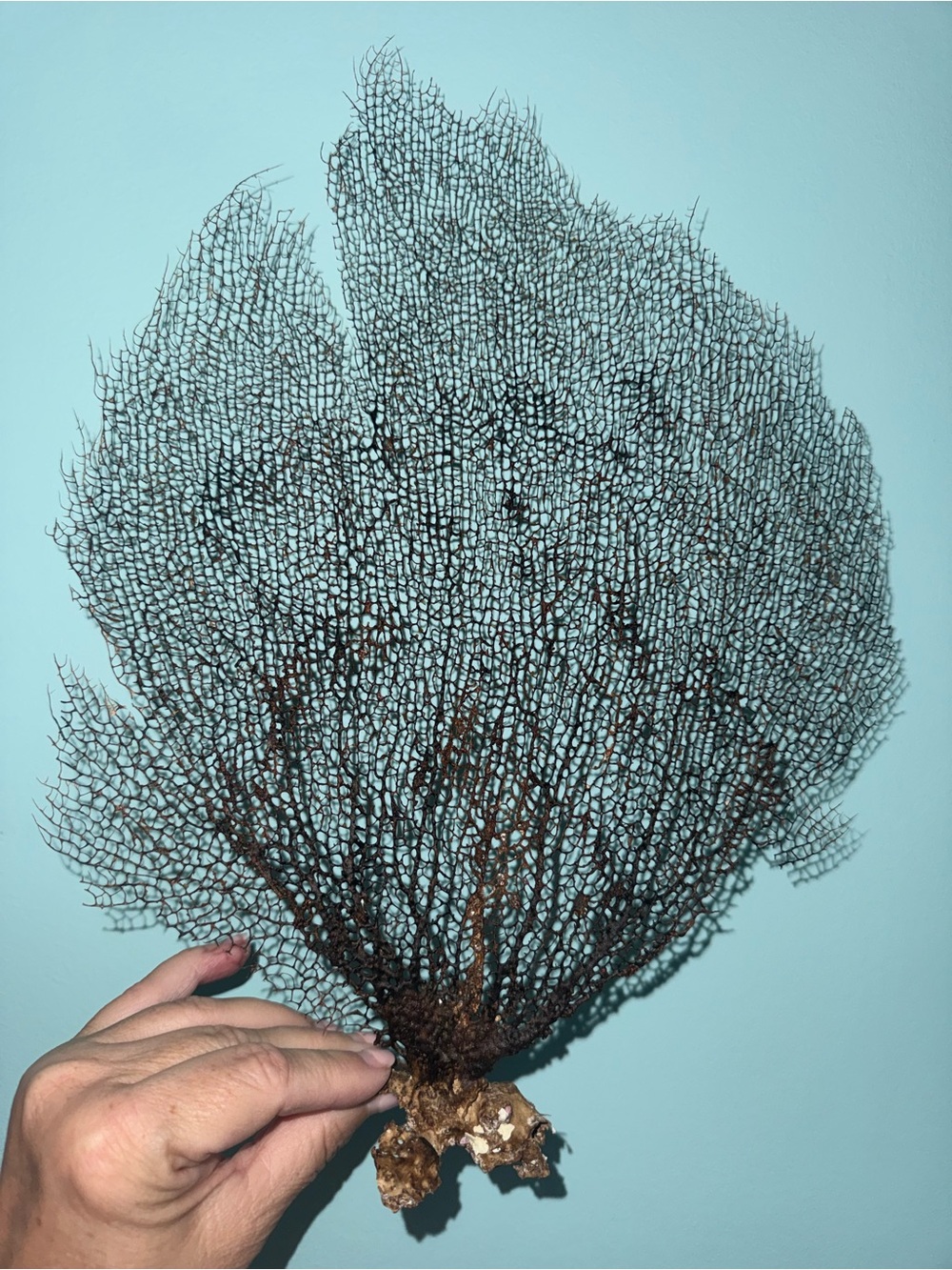 Natural Sea Fan Coral Brown Copper Large Diving Display Piece